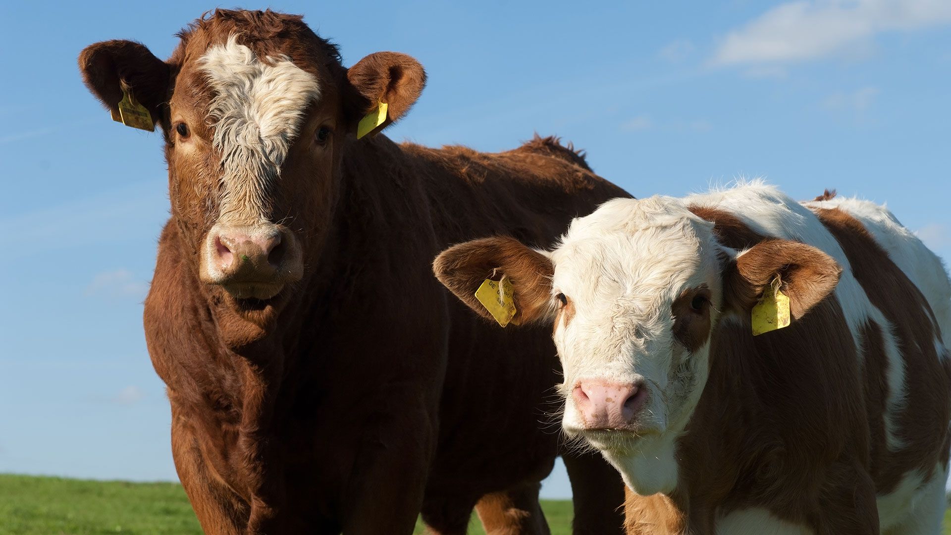La producción mundial de carne vacuna alcanzaría niveles récord en 2019 (shutterstock)