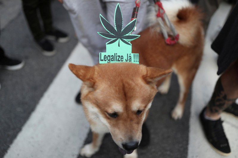 Foto de archivo de un perro con un cartel a favor de la legalización de la marihuana en una marcha en Sao Paulo (REUTERS/Nacho Doce)