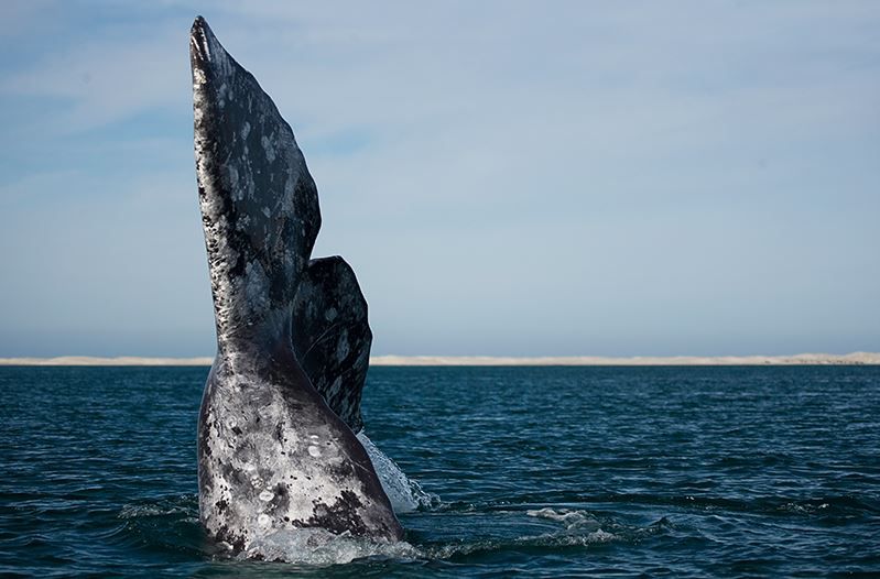  La ballena gris es uno de los mamíferos más grandes del planeta, llegando a medir hasta 15 metros de longitud y pesar más de 30 toneladas (Foto: Sectur de Baja California Sur)