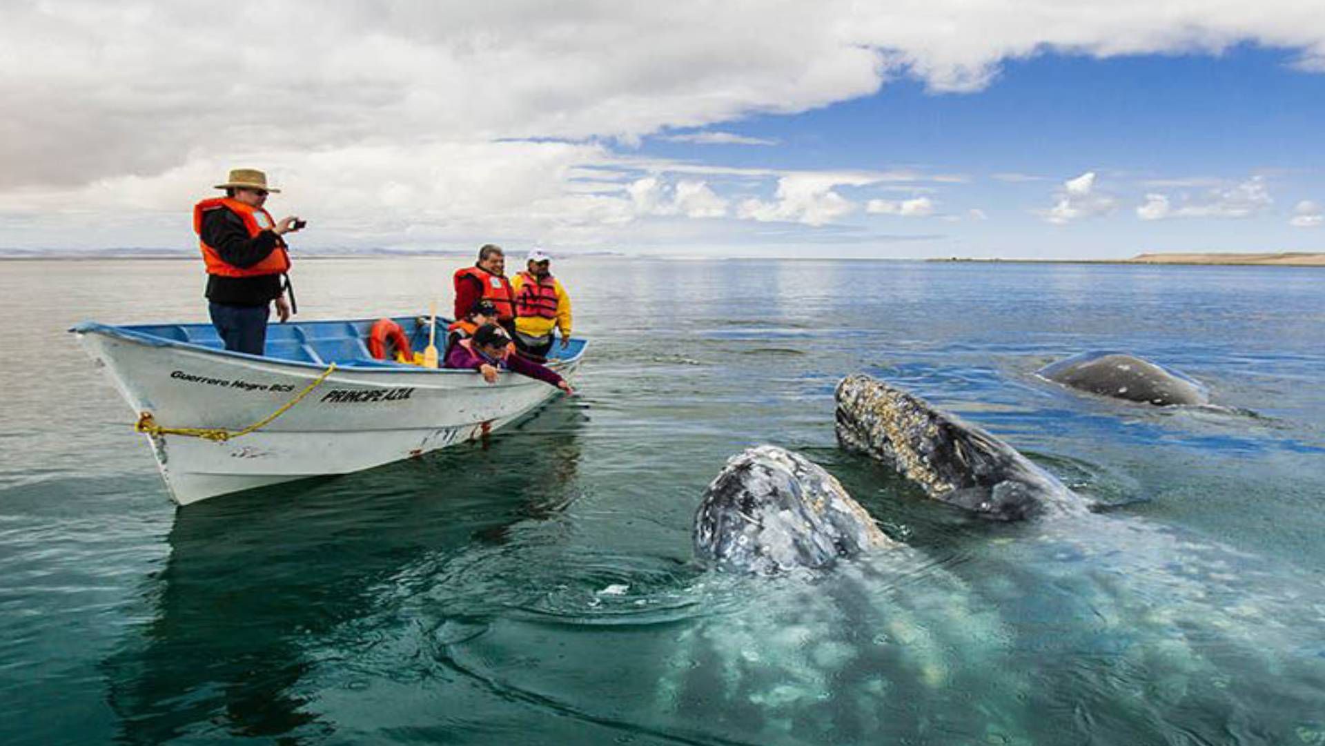 Estos cetáceos nadan en grupos, son curiosos, sociables y con frecuencia se acercan a las embarcaciones (Foto: Sectur Baja California Sur)