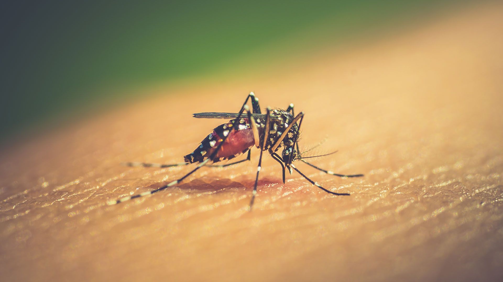 Existe otro enemigo que quedó desplazado en la lucha de la pandemia: el dengue (Shutterstock)