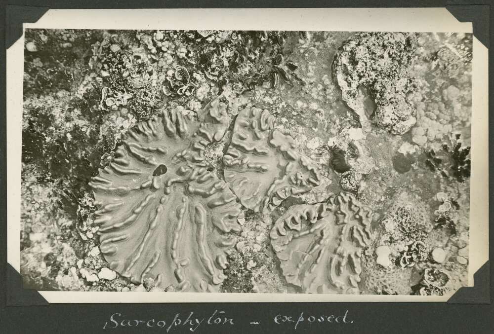 Una imagen de sarcophyton (un coral blando) expueto, tomada durante la Expedición 1928. (CM Yonge/Biblioteca Nacional de Australia)
