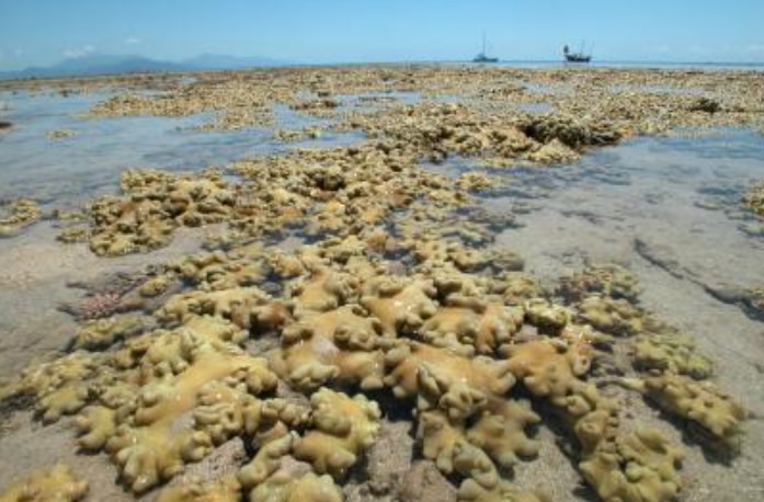 En la comparación con el pasado de la Gran Barrera, los investigadores encontraron pérdida de biodiversidad y reemplazo de corales duros por otros blandos, como este. (Maoz Fine, Universidad de Bar Ilan)
