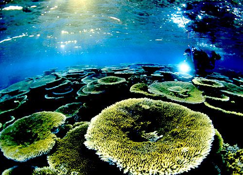 Factores como el aumento de la temperatura del agua, las inundaciones y los químicos de la agricultura vertidos al mar son las principales fuentes de muerte coralina. 