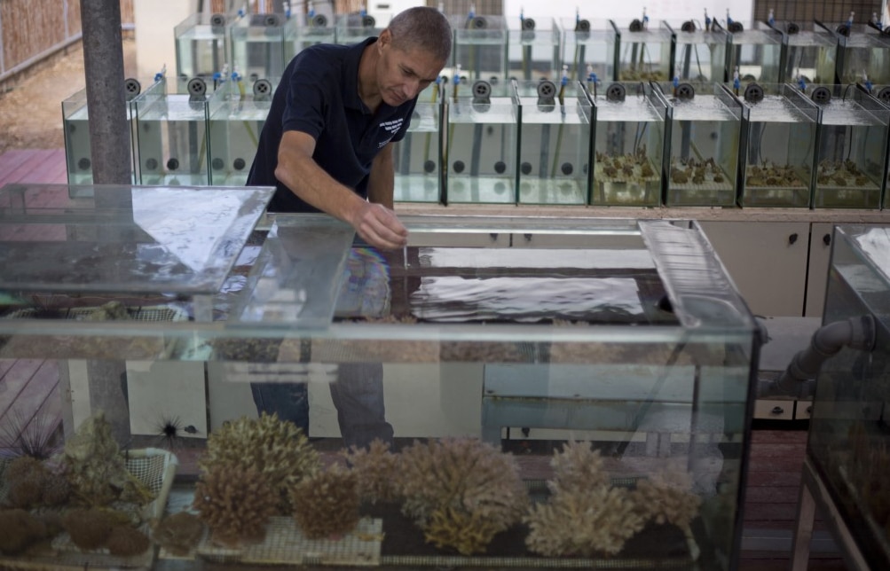 Maoz Fine, de la Universidad Bar-Ilan, es uno de los principales expertos del mundo en corales, y es coautor de este trabajo. (AP)