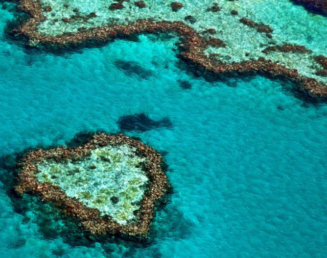 Un siglo de devastación: eso cuenta el mayor estudio sobre la gran barrera de coral
