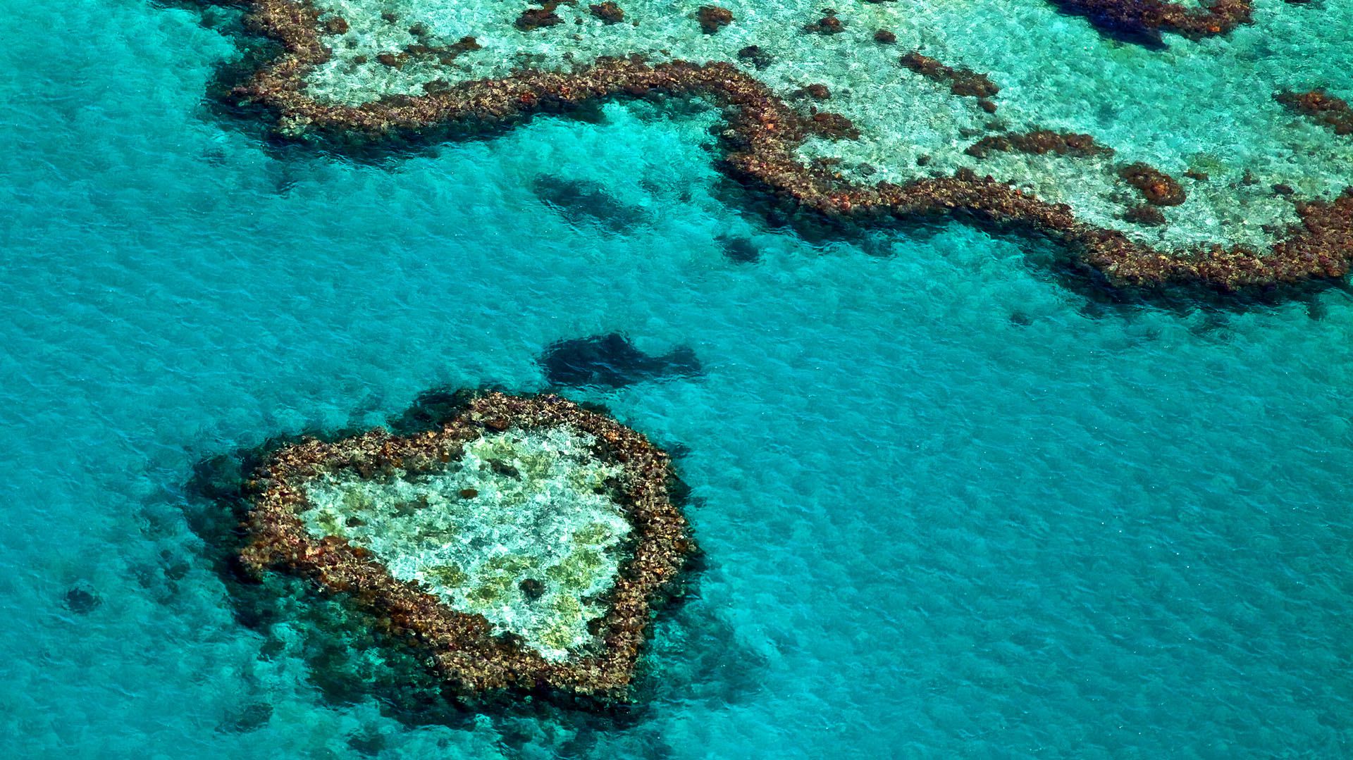 Un nuevo estudio pesimista sobre la Gran Barrera de Coral parece difícil de refutar: analizó datos de 91 años, el mayor volumen disponible hasta hoy. (Shutterstock)