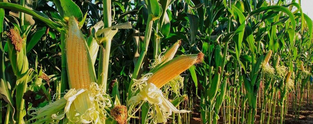 Aseguran que el maíz no sería rentable en Córdoba con retenciones del 20%