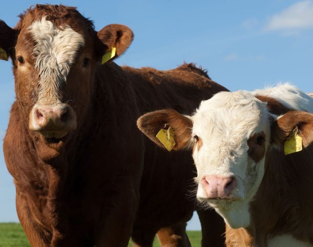 La producción mundial de carne de vaca alcanzaría niveles históricos en 2019