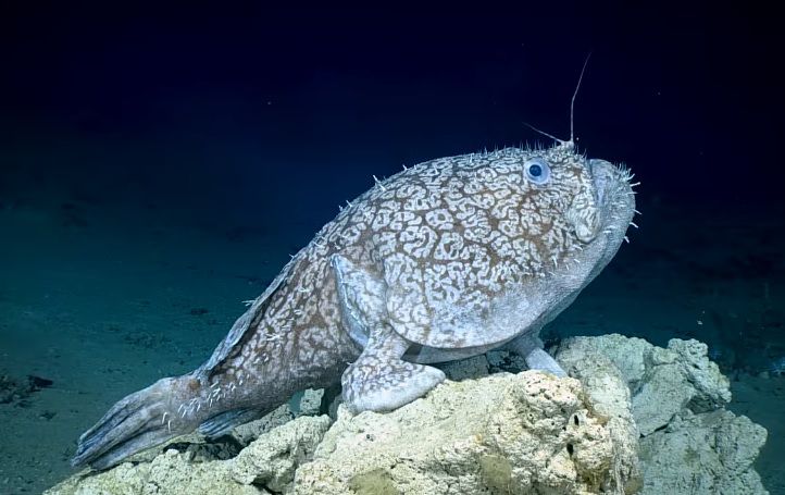 Así es el misterioso pez que descubrieron en el Golfo de México: practica el parasitismo sexual y camina sobre sus aletas