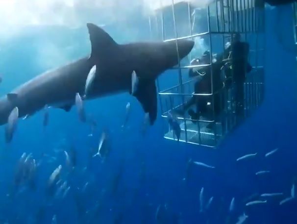 Minutos de pánico en Isla Guadalupe: un tiburón blanco murió desangrado en una jaula de turistas