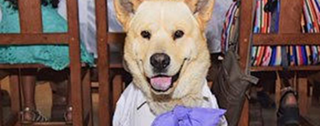 Una pareja se casó en Chubut y eligió a su perro como testigo de ceremonia: las fotos se volvieron virales