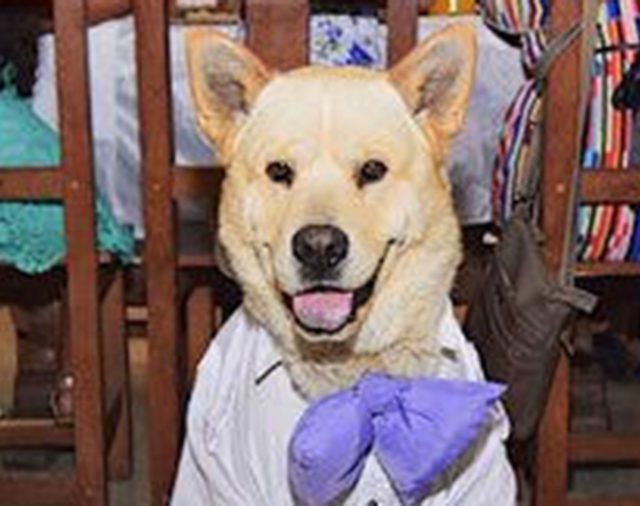 Una pareja se casó en Chubut y eligió a su perro como testigo de ceremonia: las fotos se volvieron virales
