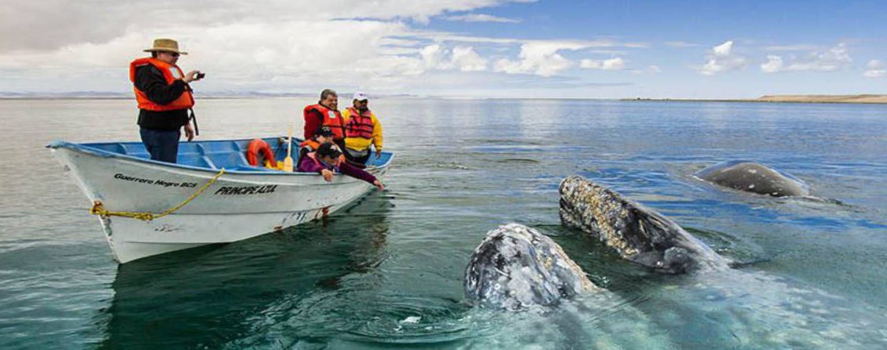 De Alaska a la Península de Baja California: la ballena gris arribó a aguas mexicanas