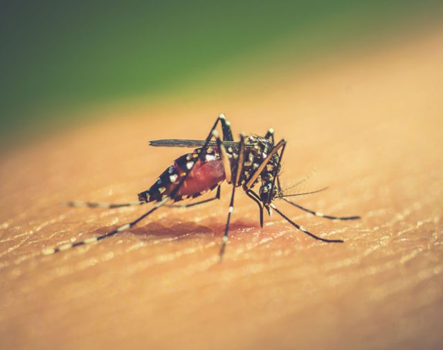Con 7862 casos, la epidemia del dengue avanza en plena pandemia de coronavirus