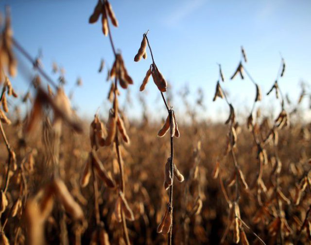 Futuros de maíz y soja en EEUU cortan su racha ganadora y el trigo también cae