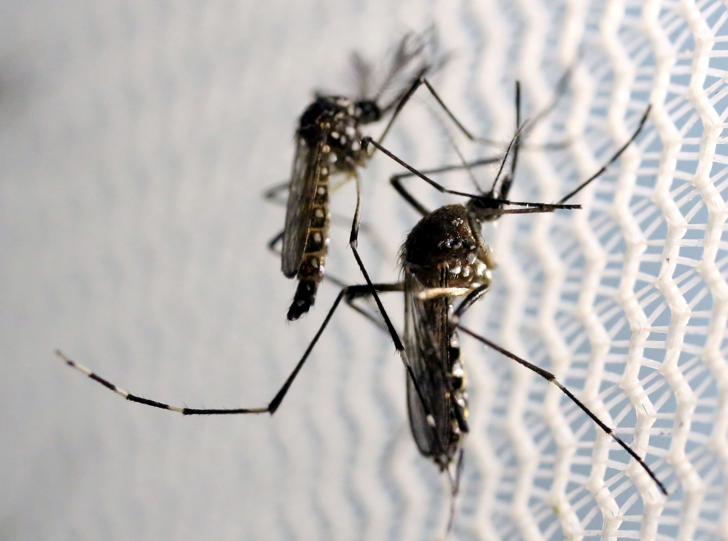 El mosquito Aedes aegypti en un laboratorio en Campinas, Brasil (Reuters)