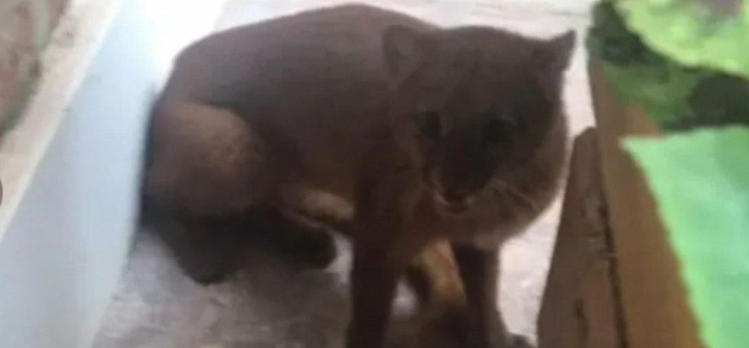 En plena pandemia por coronovirus, un puma en peligro de extinción apareció en el patio de una casa de Entre Ríos