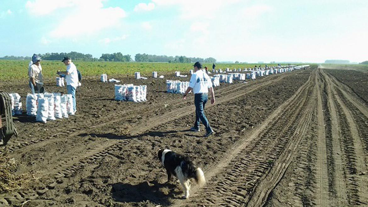La cosecha de papas, una de las tantas actividades que fiscaliza la AFIP 