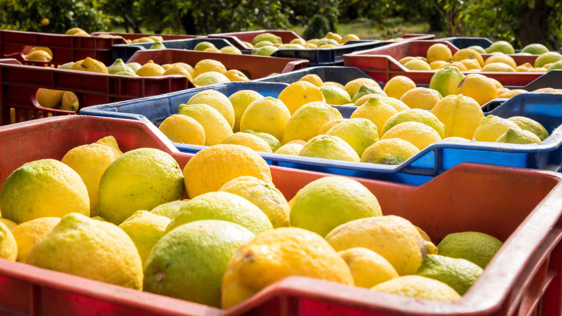 El mayor progreso en las exportaciones de frutas, se evidenció en los embarques de limones, con una expansión del 57% interanaual (iStock)