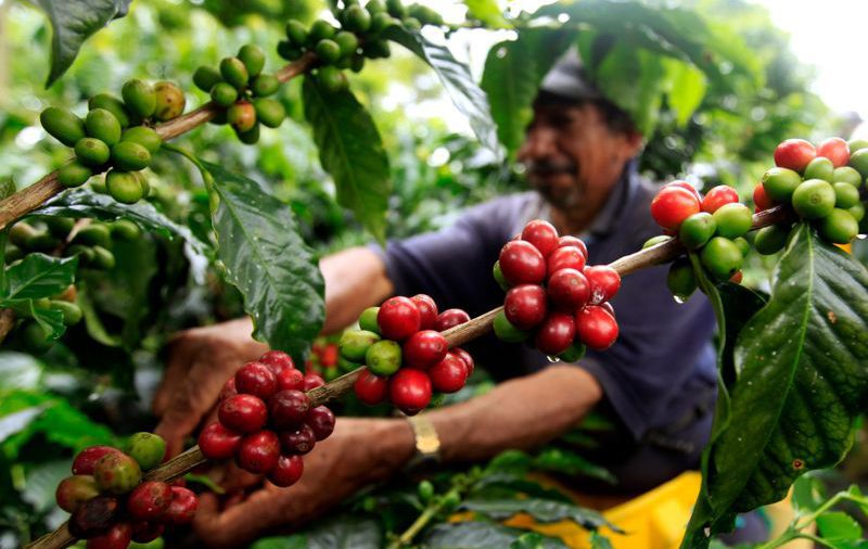 Producción colombiana de café sube en junio un 12% interanual