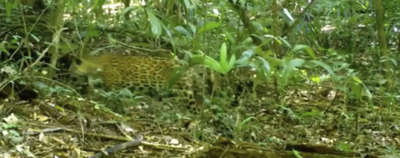 Pac-man, el jaguar que delató a una peligrosa red de tráfico entre China y México y cuál fue su terrible destino