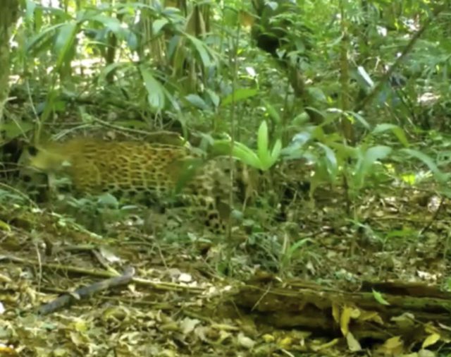 Pac-man, el jaguar que delató a una peligrosa red de tráfico entre China y México y cuál fue su terrible destino