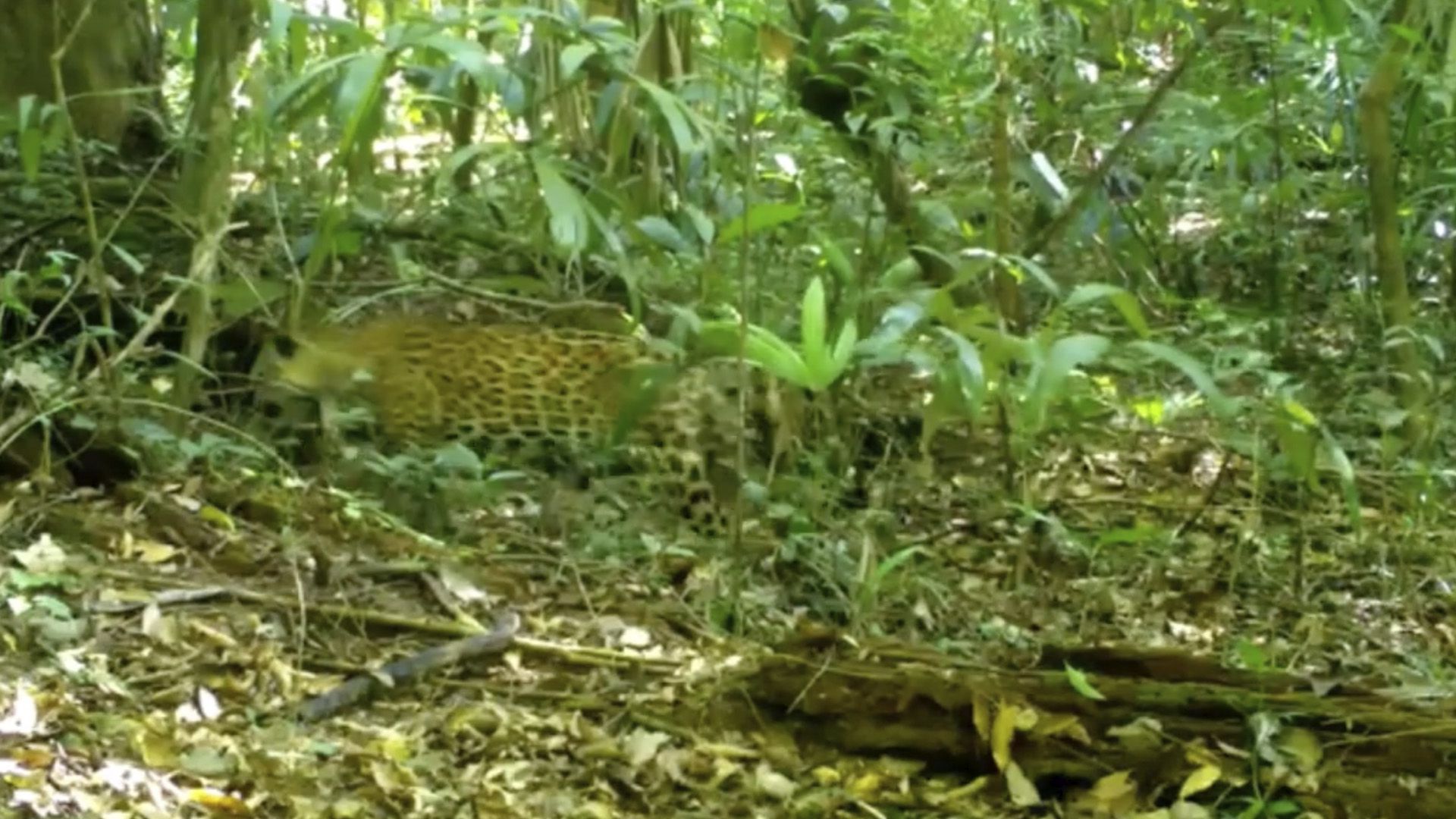Pac-man el jaguar (Foto: Captura de pantalla)