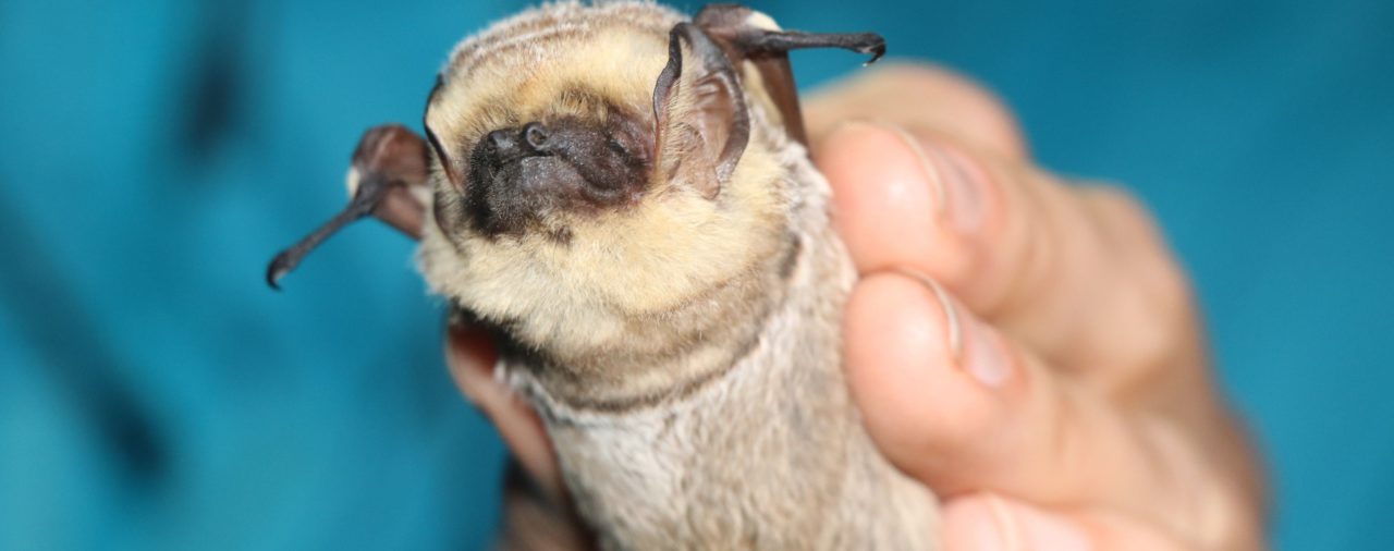 El diminuto mamífero volador de Galápagos que tiene de cabeza a científicos