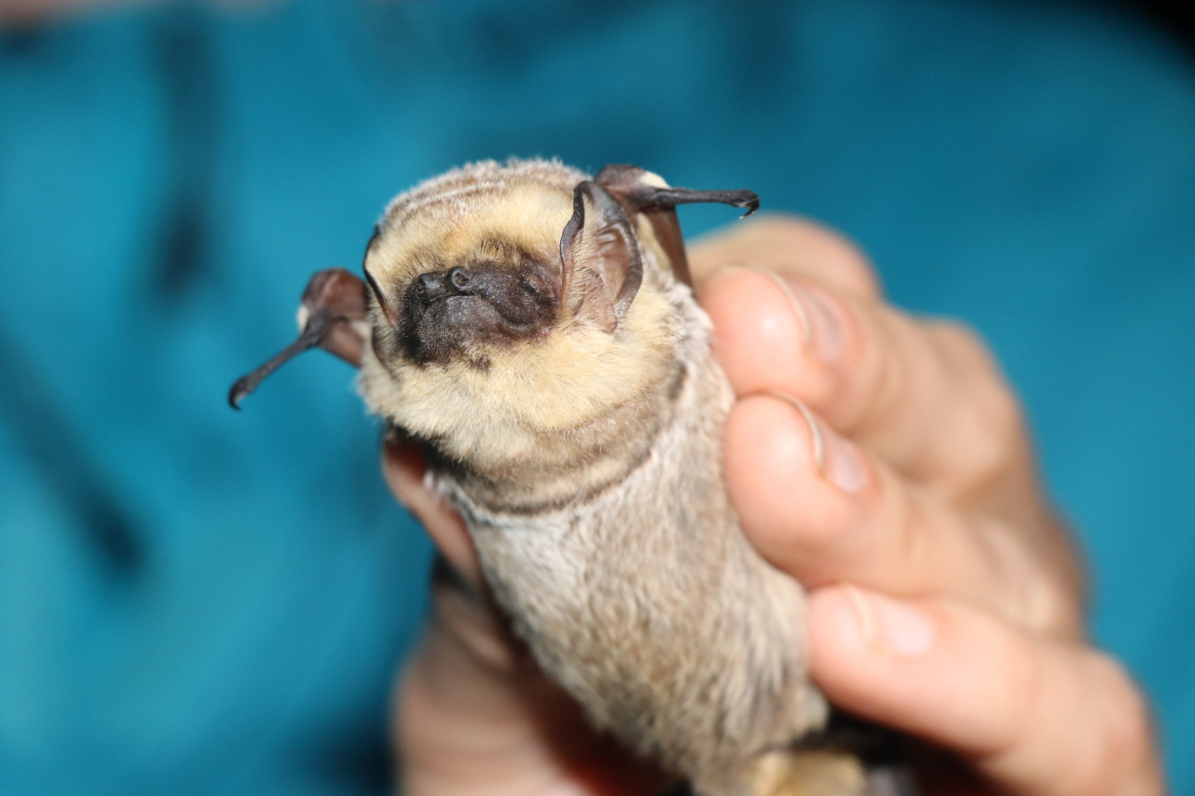 Fotografía cedida por el Parque Nacional Galápagos que muestra a un espécimen de murciélago, en las Islas Galápagos (Ecuador). EFE/Parque Nacional Galápagos 