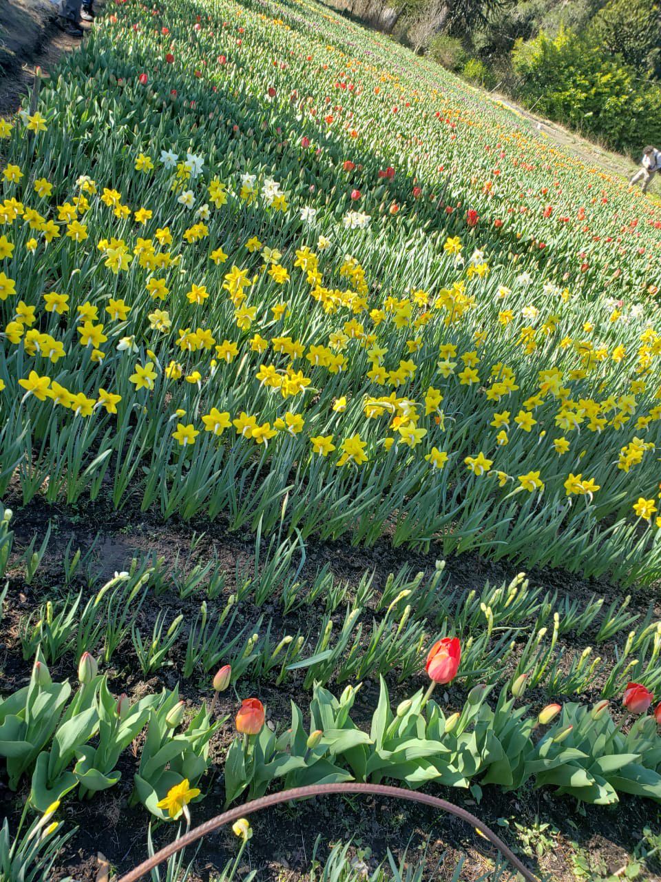 tulipanes Bariloche