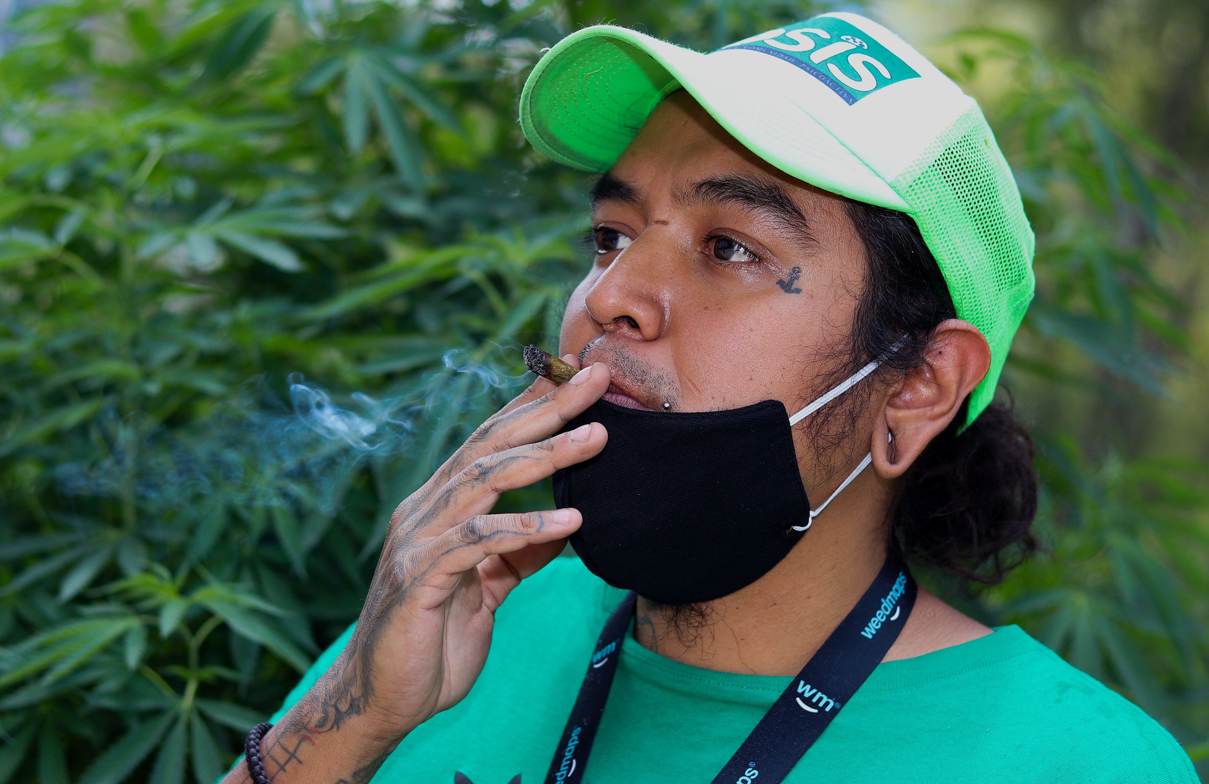 Crece plantación de marihuana fuera de las instalaciones del Senado mexicano