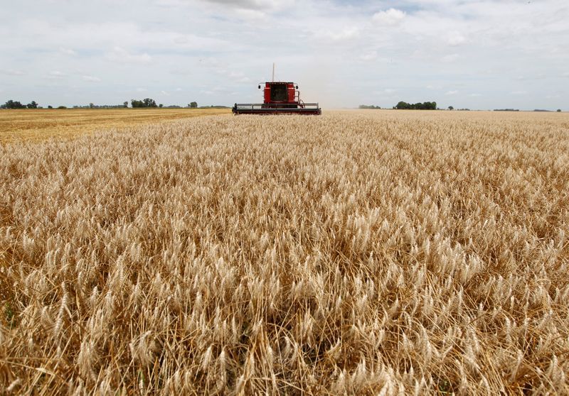Avanza la cosecha de trigo. Una campaña con ausencia de lluvias y baja en los rendimientos (Foto: Reuters)