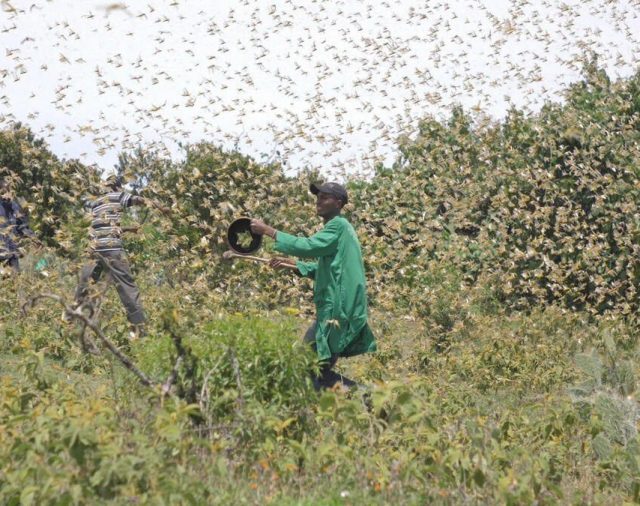 África.- El rebrote de las langostas puede dejar a 3,5 millones de personas más con graves carencias alimentarias