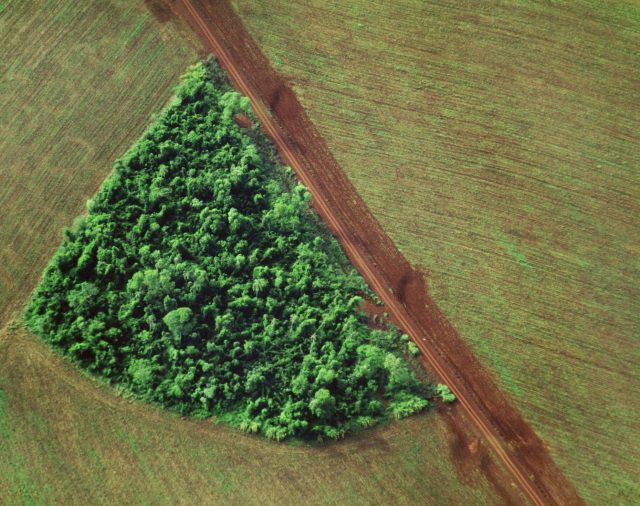 Brasil.- La deforestación en Brasil alcanza su mayor nivel desde 2008 e incrementa un 9,5% respecto al año anterior
