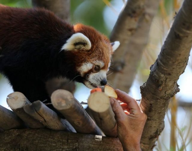 Pandas rojos llegan a zoológico chileno como parte de proyecto de conservación