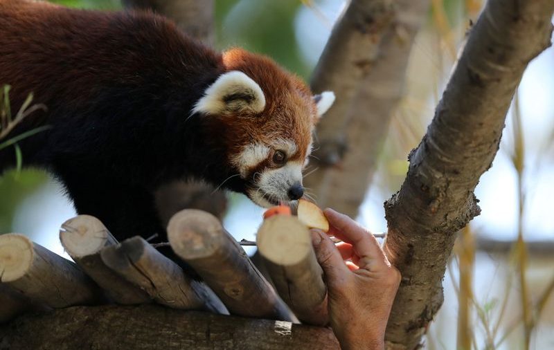 Pandas rojos llegan a zoológico chileno como parte de proyecto de conservación