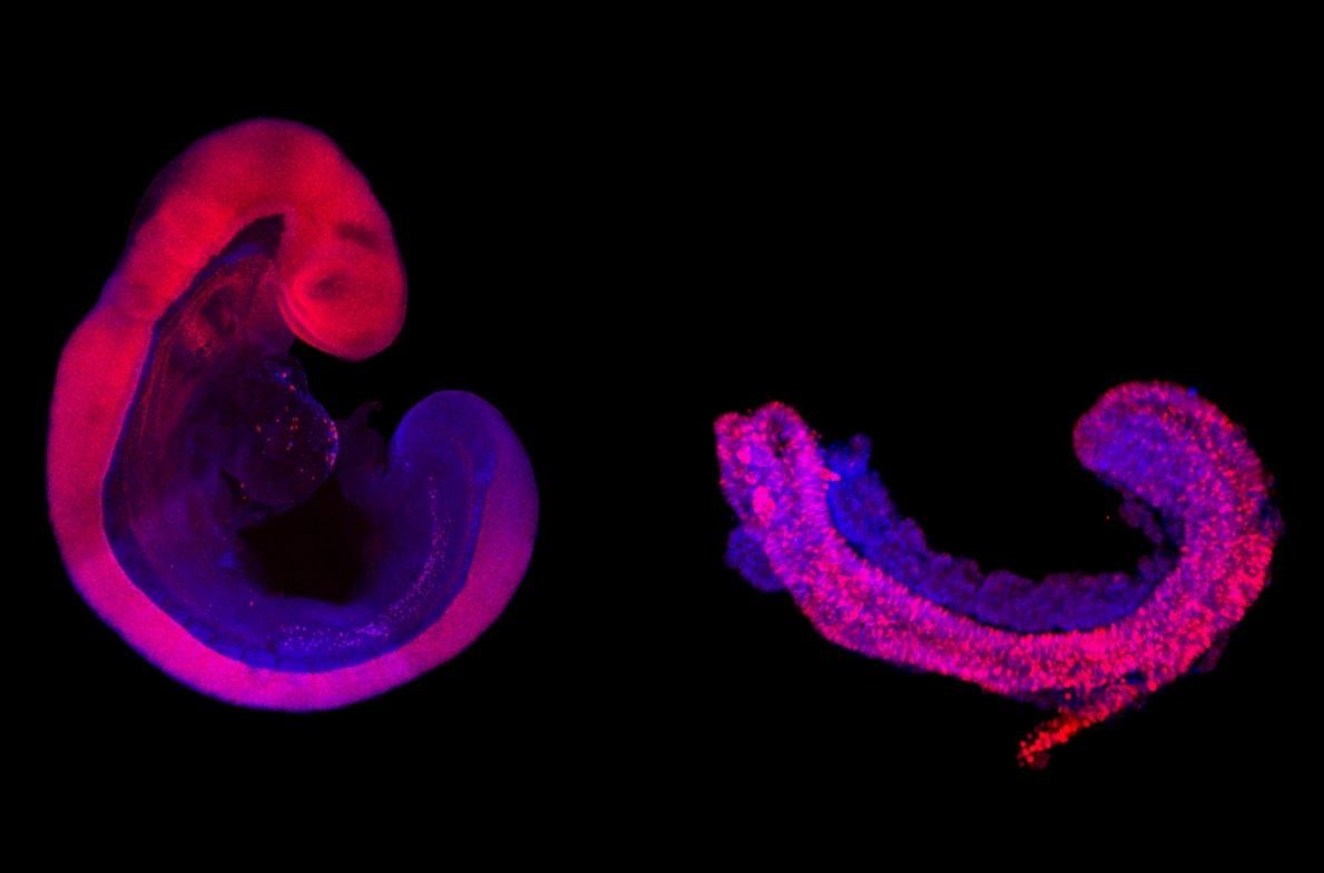 Comparación de un embrión de ratón de nueve días de edad crecido en el útero (izquierda) y una estructura parecida a un tronco (derecha). EFE/Jesse Veenvliet, Adriano Bolondi - MPI f. Mol. Genet. 