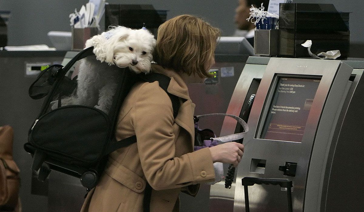 Varias líneas aéreas agregaron a sus servicios la admisión de mascotas en cabina (AP)
