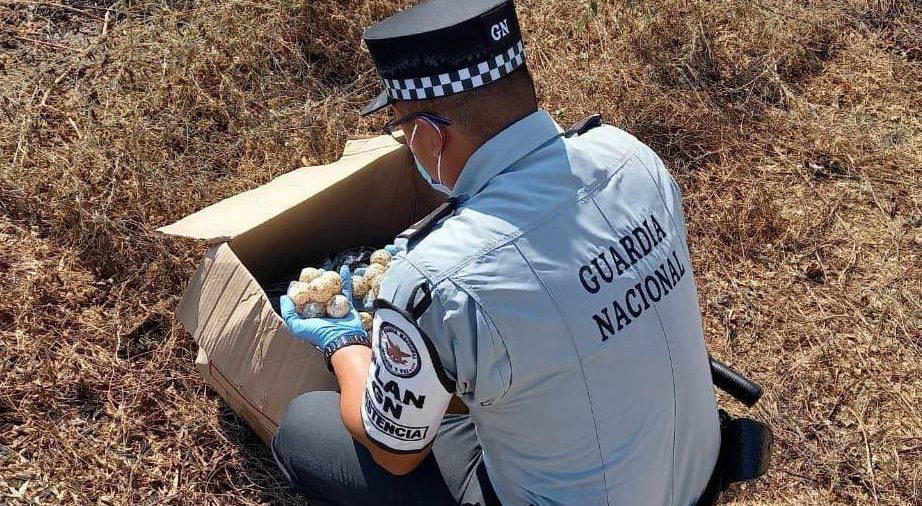 Guardia Nacional rescató 1,250 huevos de tortuga robados en Oaxaca