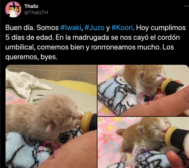 bebes gatito thalia tetecatl mexico 2