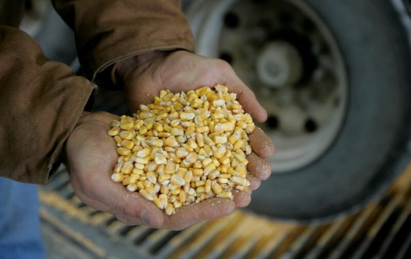 GRANOS-Futuros del maíz se hunden por perspectivas del clima en EEUU