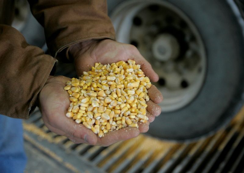 Foto de archivo de granos de maíz en las manos de un agricultor en una granha en Nevada, Iowa
Dic 6, 2007. REUTERS/Jason Reed/Archivo