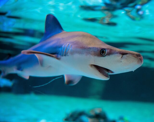 Experta en tiburones advierte del impacto "devastador" en la biodiversidad marina