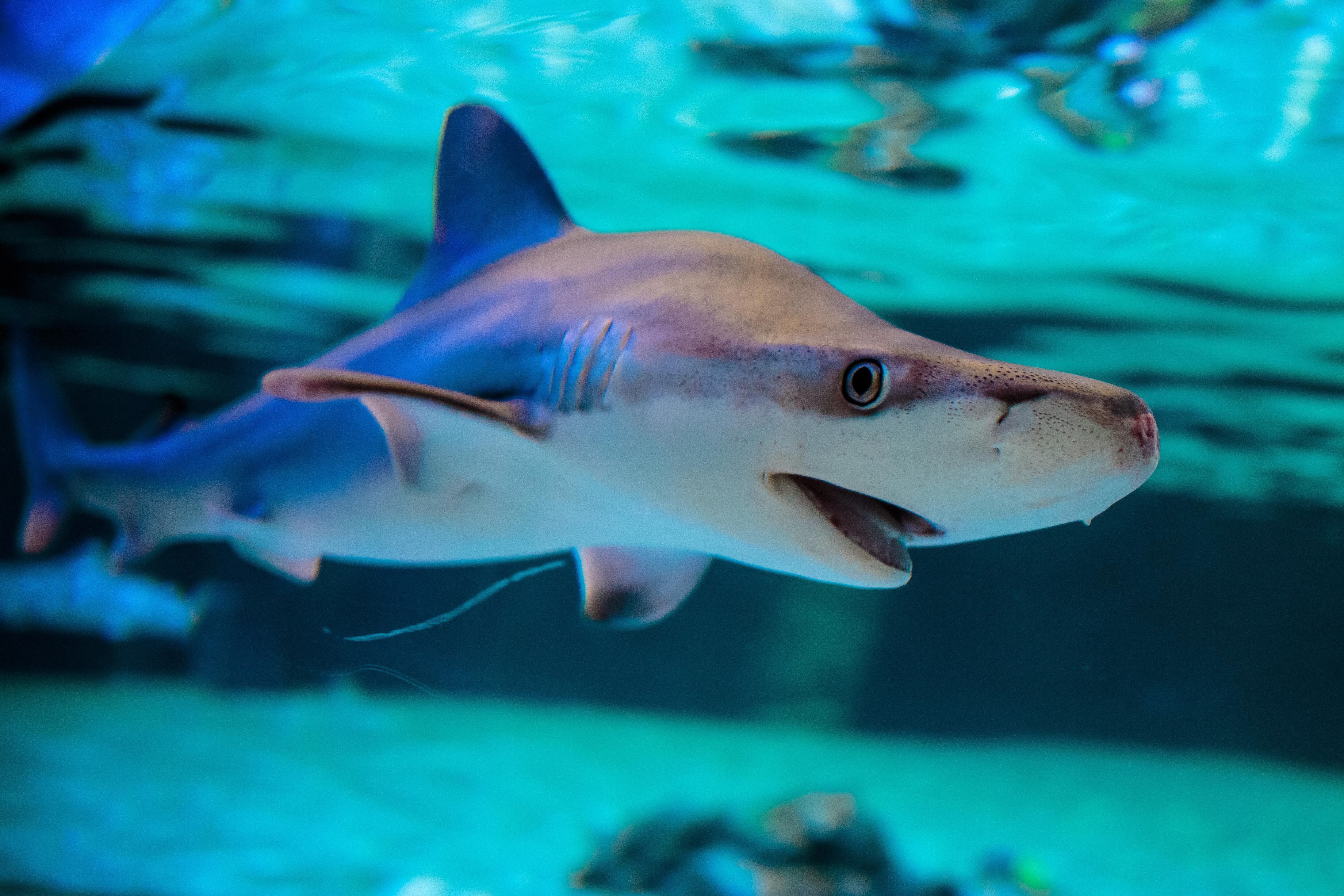 Según un estudio publicado este mismo año por la revista científica 'Nature', hasta tres cuartas partes de todas las especies de tiburón del planeta se encuentran ya en peligro de extinción a causa de esta sobrepesca. EFE/Biel Aliño/Archivo 