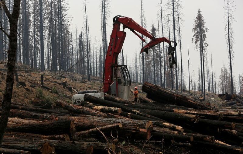 Más de 100 mandatarios mundiales se comprometen a acabar con la deforestación para 2030