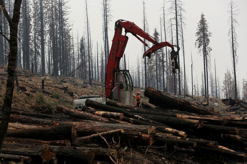 FOTO DE ARCHIVO: Una zona de tala de árboles en un punto quemado de un bosque cerca de Groveland, estado de California Estados Unidos, el 30 de julio de 2014. REUTERS/Robert Galbraith