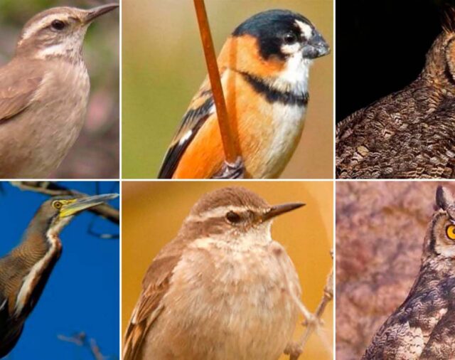 Bioacústica: las revelaciones de la ciencia que descifra el canto de las aves