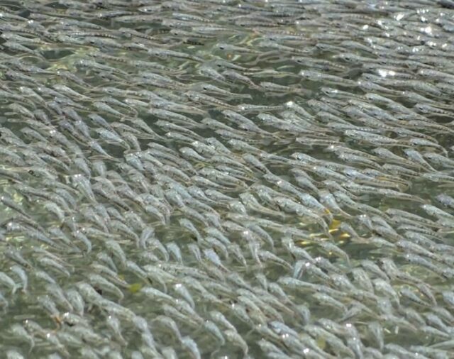 Ciencia.-Pequeños peces en México espantan a sus depredadores creando olas