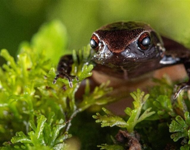 Descubierta una nueva especie de rana diminuta en Ecuador